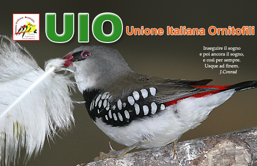 fronte-uio-2009-7.jpg