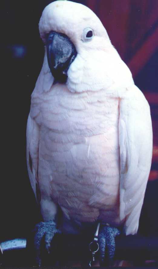 psitta2.jpg (24434 byte)